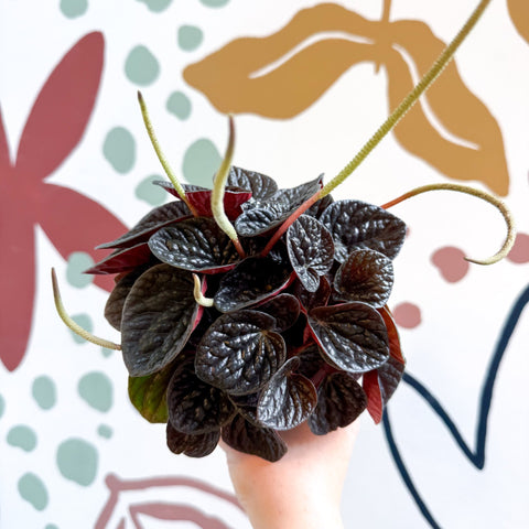 Peperomia caperata 'Chocolat' - Radiator Plant - Sprouts of Bristol