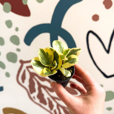 Peperomia obtusifolia 'Obtipan Bicolor' - Baby Rubber Plant - Sprouts of Bristol
