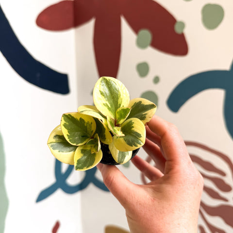 Peperomia obtusifolia 'Obtipan Bicolor' - Baby Rubber Plant - Sprouts of Bristol