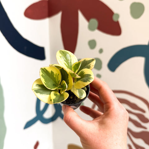 Peperomia obtusifolia 'Obtipan Bicolor' - Baby Rubber Plant - Sprouts of Bristol