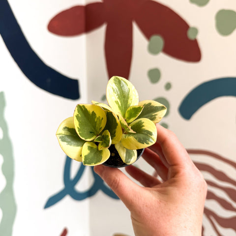 Peperomia obtusifolia 'Obtipan Bicolor' - Baby Rubber Plant - Sprouts of Bristol