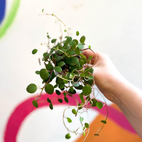 Peperomia prostrata 'Pepperspot' - String of Coins - Sprouts of Bristol