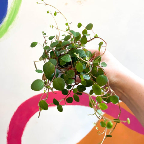 Peperomia prostrata 'Pepperspot' - String of Coins - Sprouts of Bristol