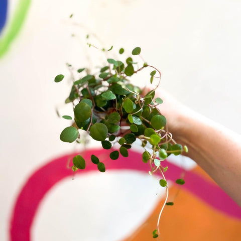 Peperomia prostrata 'Pepperspot' - String of Coins - Sprouts of Bristol
