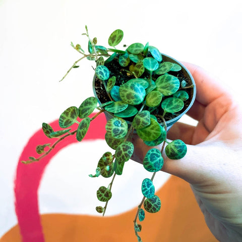 Peperomia prostrata - String of Turtles - Sprouts of Bristol