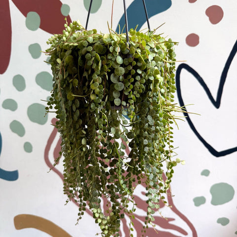 Peperomia prostrata - String of Turtles - Sprouts of Bristol