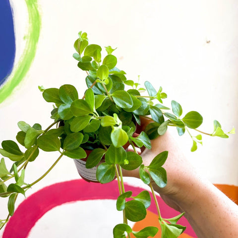 Peperomia rotundifolia - Trailing Jade Plant - Sprouts of Bristol