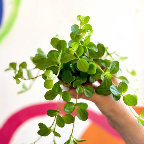 Peperomia rotundifolia - Trailing Jade Plant - Sprouts of Bristol