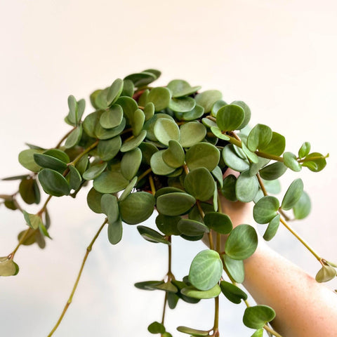 Peperomia tetraphylla 'Hope' - Sprouts of Bristol
