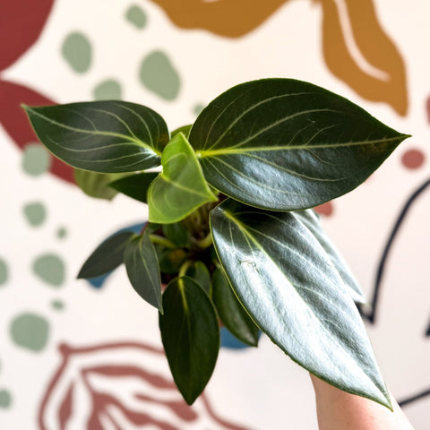 Peperomia ‘Vanilla’ - Sprouts of Bristol