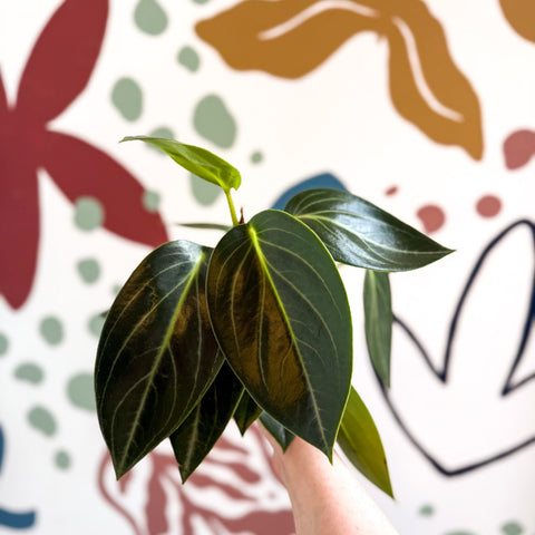 Peperomia ‘Vanilla’ - Sprouts of Bristol