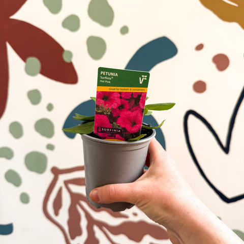 Petunia 'Surfinia Hot Pink' - British Grown - Sprouts of Bristol