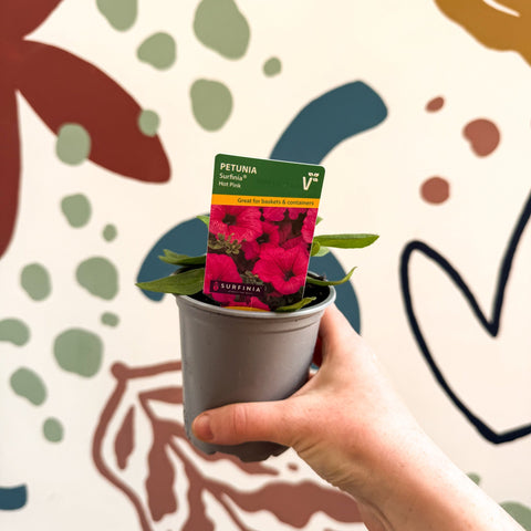 Petunia 'Surfinia Hot Pink' - British Grown - Sprouts of Bristol