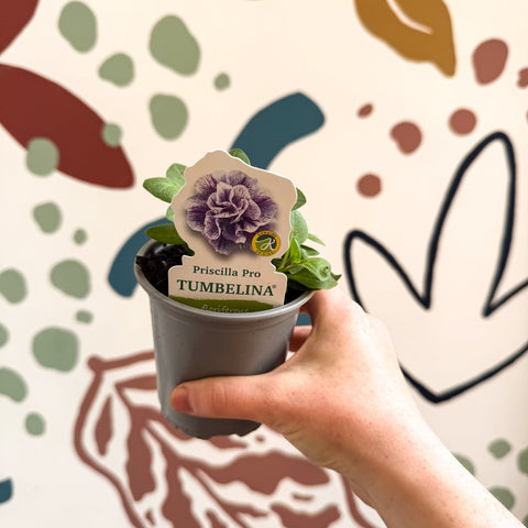 Petunia 'Tumbelina Priscilla Pro' - British Grown - Sprouts of Bristol