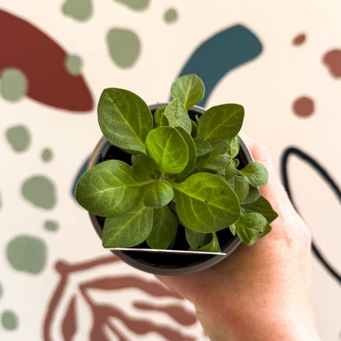Petunia 'Tumbelina Priscilla Pro' - British Grown - Sprouts of Bristol