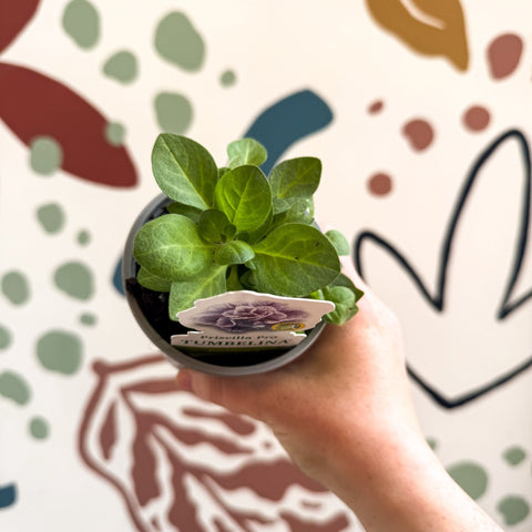 Petunia 'Tumbelina Priscilla Pro' - British Grown - Sprouts of Bristol