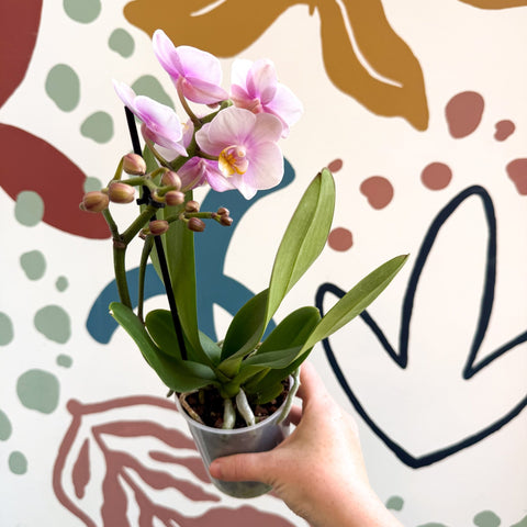 Phalaenopsis 'Andorra' - Pale Pink Moth Orchid - Sprouts of Bristol