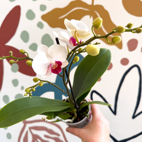 Phalaenopsis 'Gibraltar' - White & Dark Pink Moth Orchid - Sprouts of Bristol