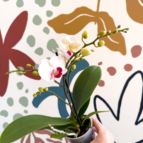 Phalaenopsis 'Gibraltar' - White & Dark Pink Moth Orchid - Sprouts of Bristol