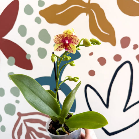 Phalaenopsis - Lime Green Yellow and Bright Pink Spotted Moth Orchid - Sprouts of Bristol