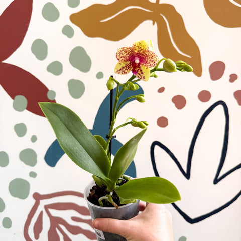 Phalaenopsis - Lime Green Yellow and Bright Pink Spotted Moth Orchid - Sprouts of Bristol