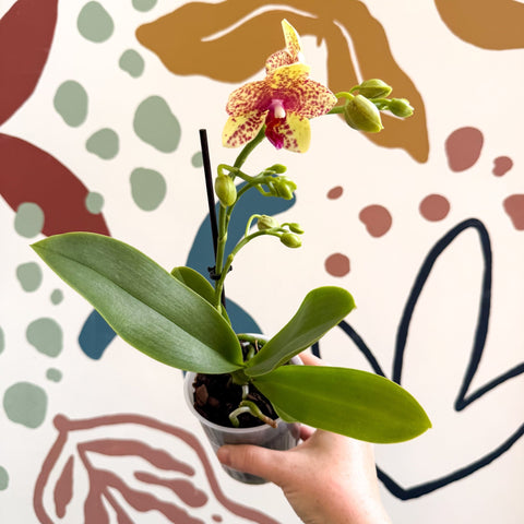 Phalaenopsis - Lime Green Yellow and Bright Pink Spotted Moth Orchid - Sprouts of Bristol