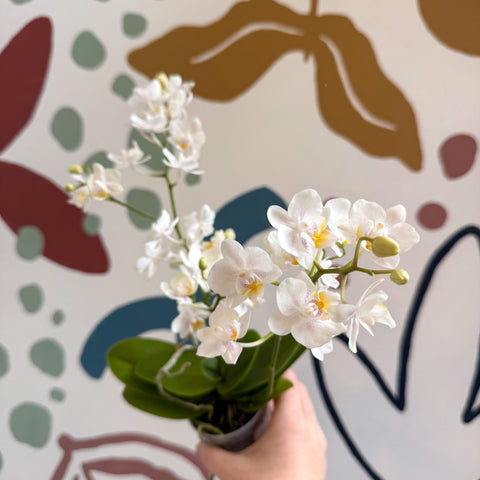 Phalaenopsis Mini Wild White Moth Orchid – Cloud Series - Sprouts of Bristol