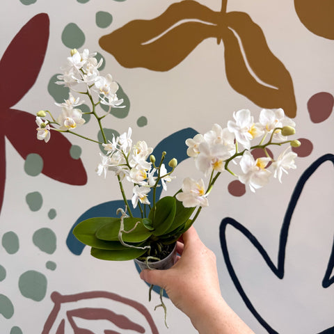 Phalaenopsis Mini Wild White Moth Orchid – Cloud Series - Sprouts of Bristol