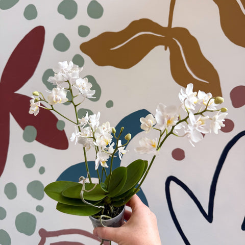 Phalaenopsis Mini Wild White Moth Orchid – Cloud Series - Sprouts of Bristol