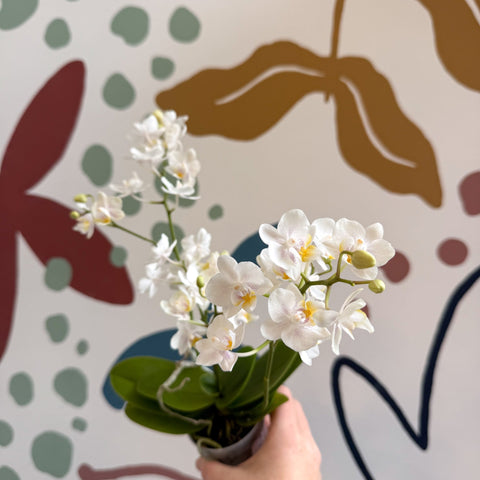Phalaenopsis Mini Wild White Moth Orchid – Cloud Series - Sprouts of Bristol