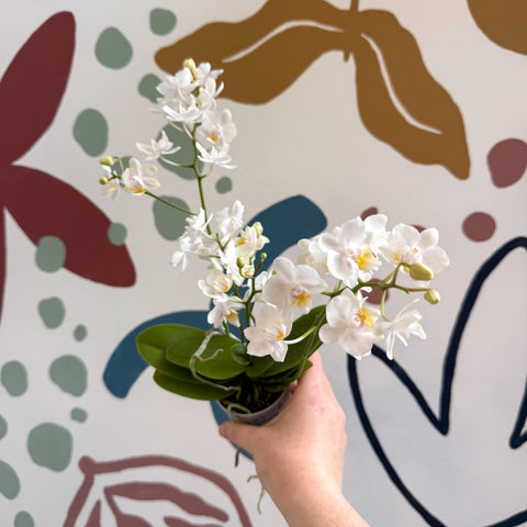 Phalaenopsis Mini Wild White Moth Orchid – Cloud Series - Sprouts of Bristol