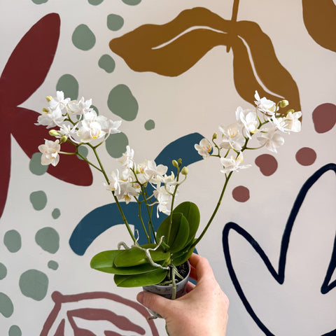 Phalaenopsis Mini Wild White Moth Orchid – Cloud Series - Sprouts of Bristol