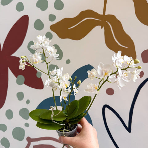 Phalaenopsis Mini Wild White Moth Orchid – Cloud Series - Sprouts of Bristol