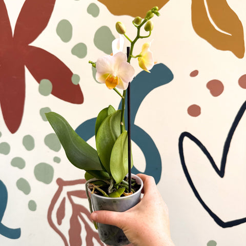 Phalaenopsis - Pale Peachy Pink Moth Orchid - Sprouts of Bristol