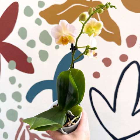 Phalaenopsis - Pale Peachy Pink Moth Orchid - Sprouts of Bristol