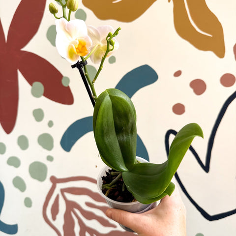 Phalaenopsis - Pale Peachy Pink Moth Orchid - Sprouts of Bristol