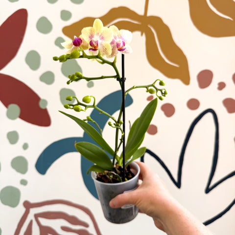 Phalaenopsis - Pale Yellow and Pink Tiny Spotted Moth Orchid - Sprouts of Bristol