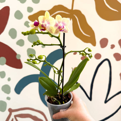 Phalaenopsis - Pale Yellow and Pink Tiny Spotted Moth Orchid - Sprouts of Bristol