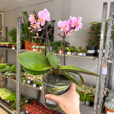 Phalaenopsis 'Romantico' - Pink Moth Orchid - Sprouts of Bristol
