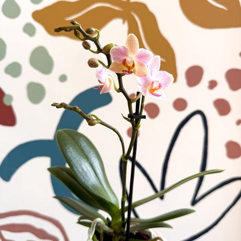 Phalaenopsis 'Treviso' - Pale Pink Moth Orchid - Sprouts of Bristol