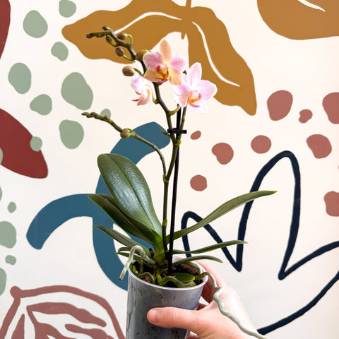 Phalaenopsis 'Treviso' - Pale Pink Moth Orchid - Sprouts of Bristol