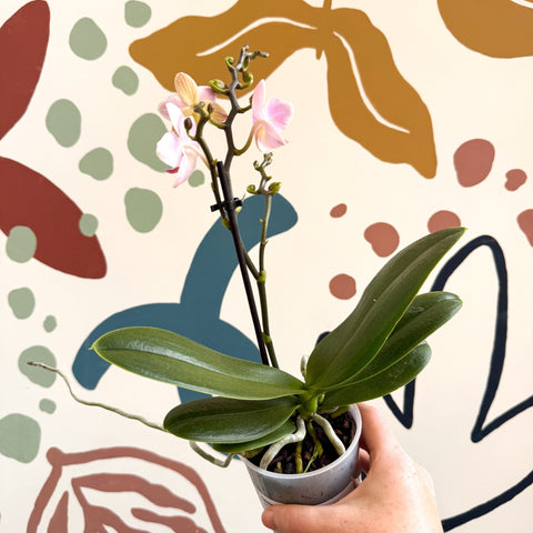 Phalaenopsis 'Treviso' - Pale Pink Moth Orchid - Sprouts of Bristol