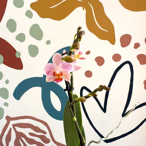 Phalaenopsis 'Treviso' - Pale Pink Moth Orchid - Sprouts of Bristol