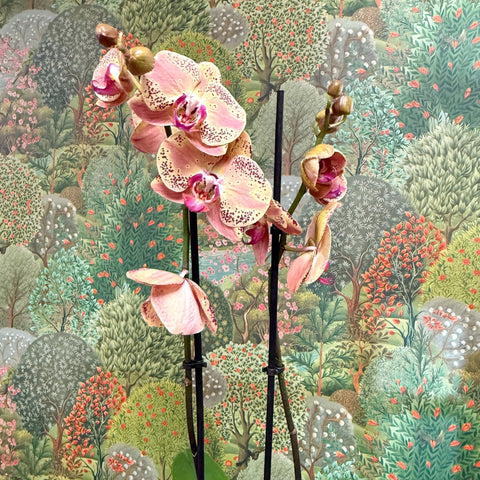 Phalaenopsis ‘Wild Peach’ – Moth Orchid - Sprouts of Bristol