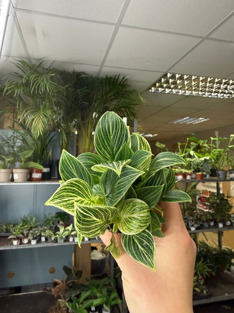 Philodendron birkin 'White Measure' - Sprouts of Bristol