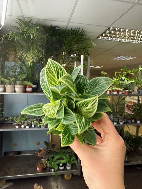 Philodendron birkin 'White Measure' - Sprouts of Bristol