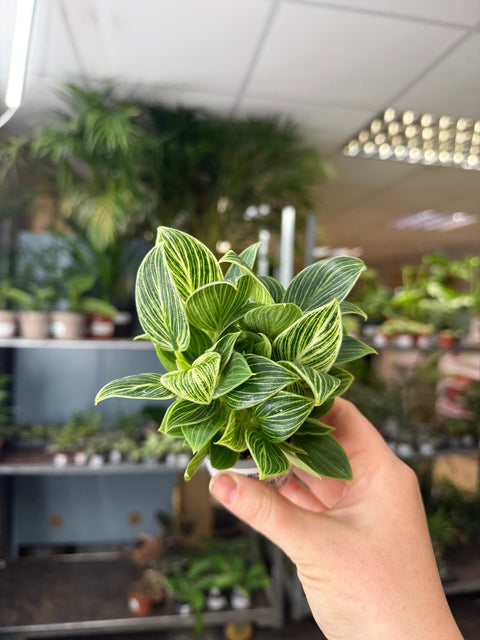 Philodendron birkin 'White Measure' - Sprouts of Bristol