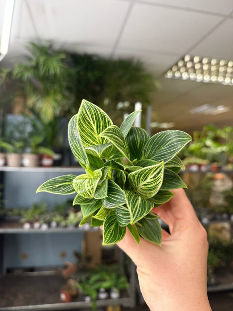 Philodendron birkin 'White Measure' - Sprouts of Bristol