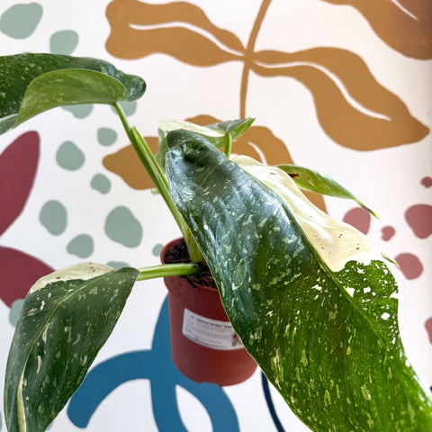 Philodendron ‘Jose Buono’ – Variegated Giant Leaf Philodendron - Sprouts of Bristol