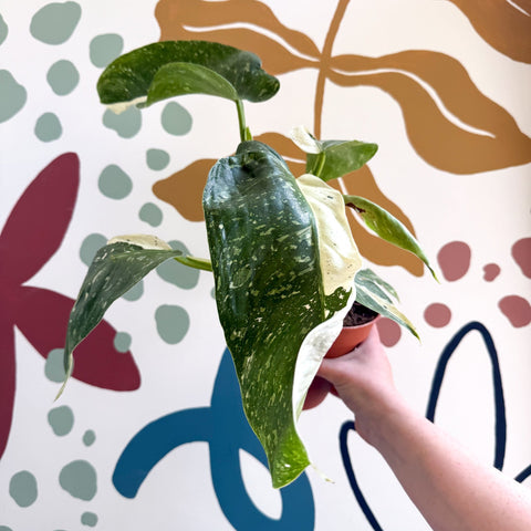 Philodendron ‘Jose Buono’ – Variegated Giant Leaf Philodendron - Sprouts of Bristol